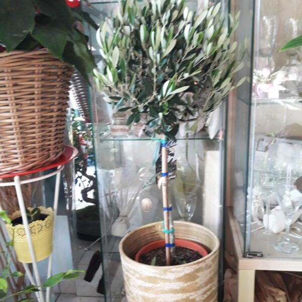 LE FLEURISTE: Φωτογραφίες & Βίντεο