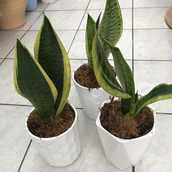 LE FLEURISTE: Φωτογραφίες & Βίντεο