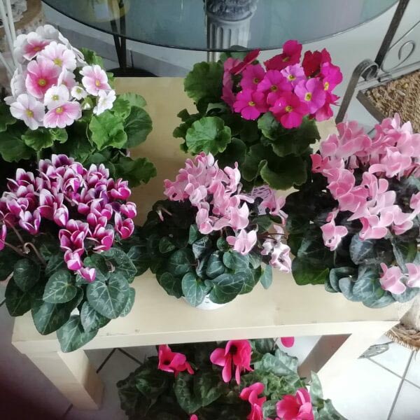 LE FLEURISTE: Φωτογραφίες & Βίντεο