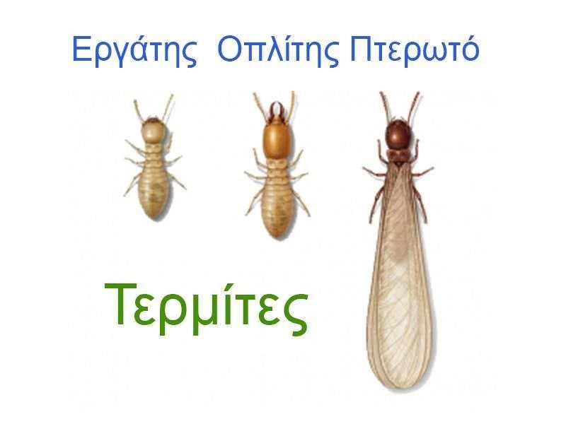MACREPEL: Φωτογραφίες & Βίντεο