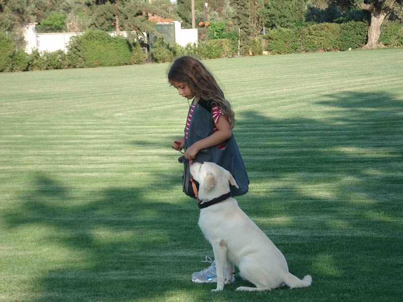 Dogs training