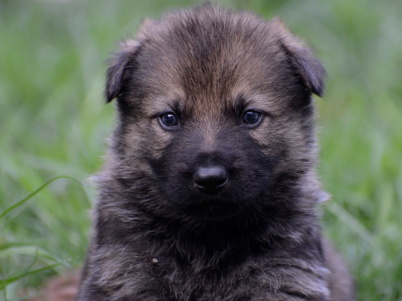Working Line German Shepherds