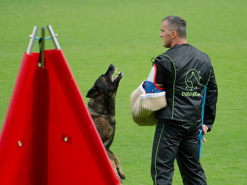 Dog sport IPO