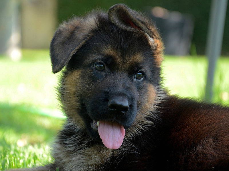 Show line german shepherds
