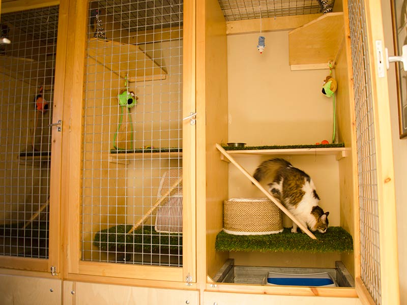 Cattery