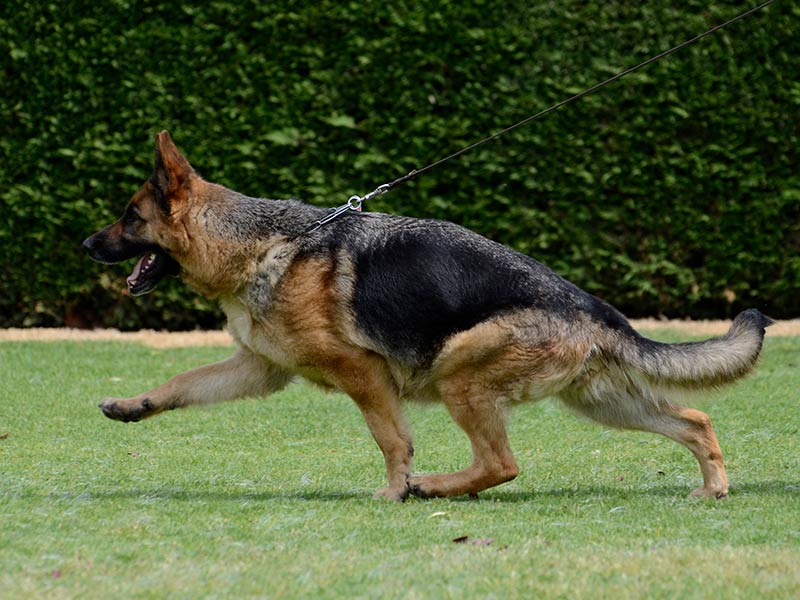 German shepherd breeding