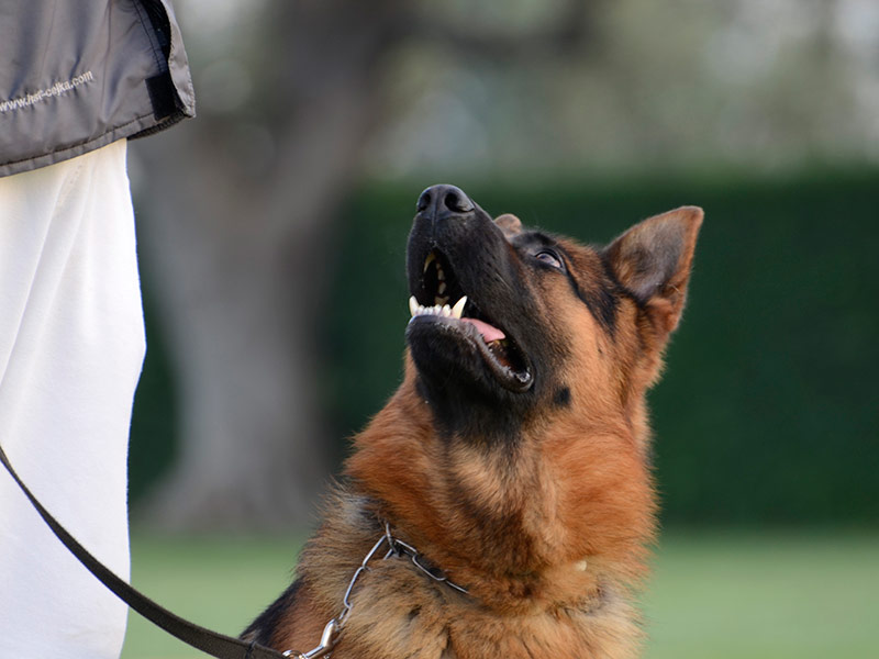 Dogs training