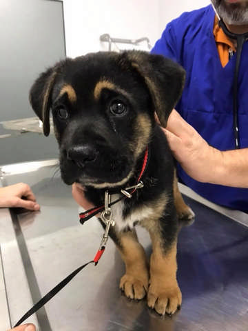 ΜΑΡΓΙΕΣ ΠΑΝΑΓΙΩΤΗΣ - ANIMAL CARE: Φωτογραφίες & Βίντεο