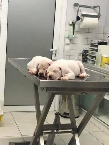 ΜΑΡΓΙΕΣ ΠΑΝΑΓΙΩΤΗΣ - ANIMAL CARE: Φωτογραφίες & Βίντεο