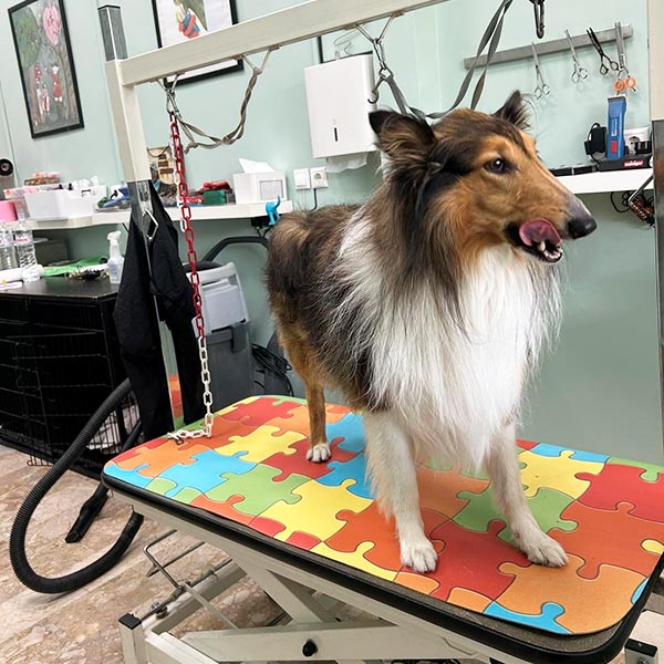 MARTHA'S GROOMING CREATIONS: Φωτογραφίες & Βίντεο