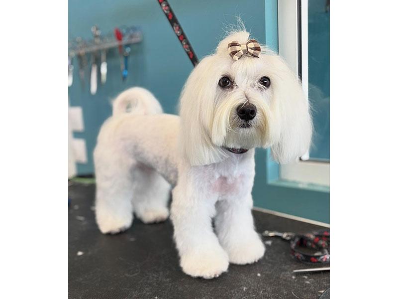 MENELAOS PET GROOMING: Φωτογραφίες & Βίντεο