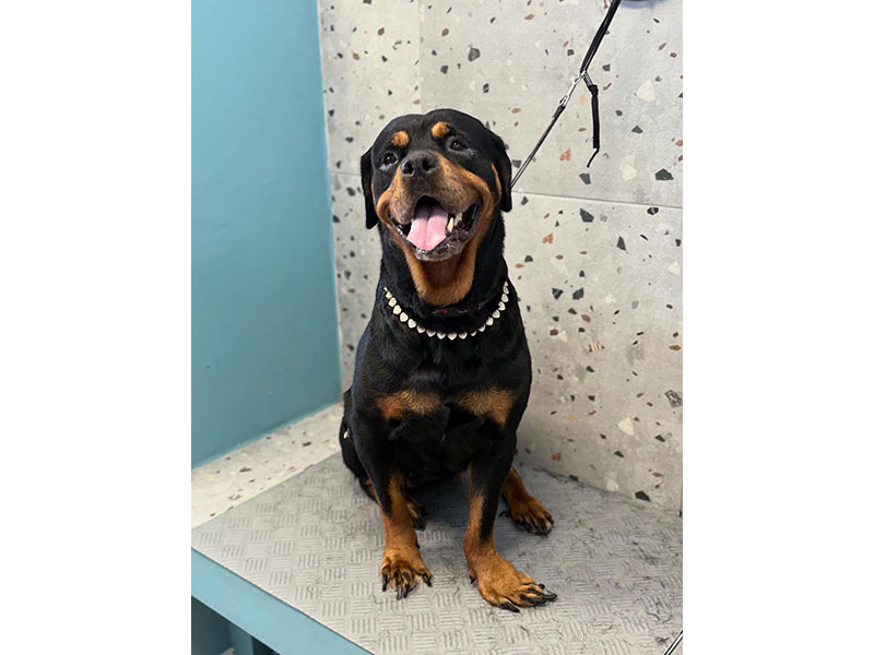 MENELAOS PET GROOMING: Φωτογραφίες & Βίντεο