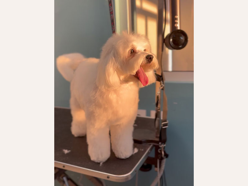 MENELAOS PET GROOMING: Φωτογραφίες & Βίντεο