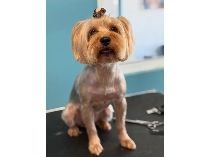 MENELAOS PET GROOMING: Φωτογραφίες & Βίντεο