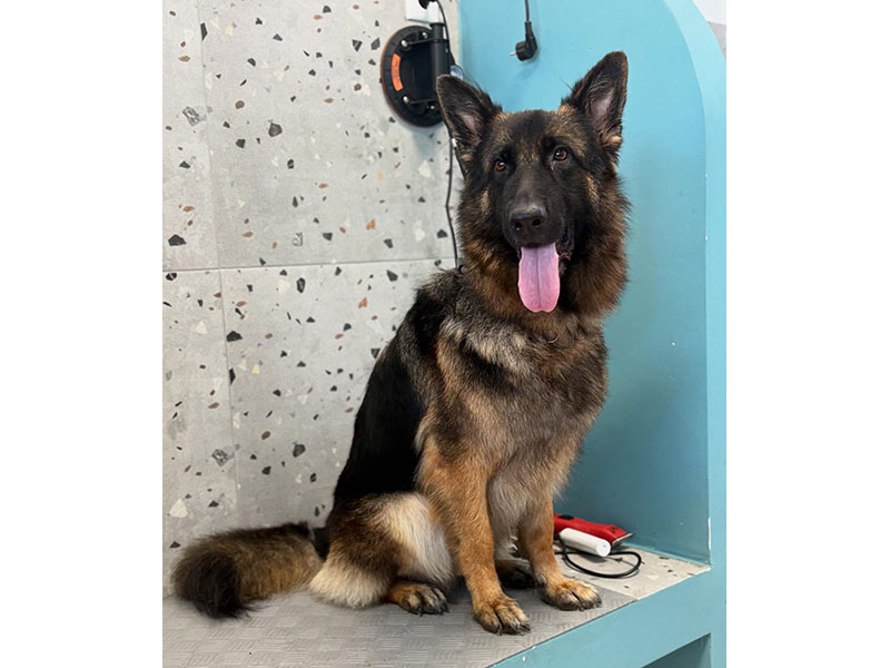 MENELAOS PET GROOMING: Φωτογραφίες & Βίντεο