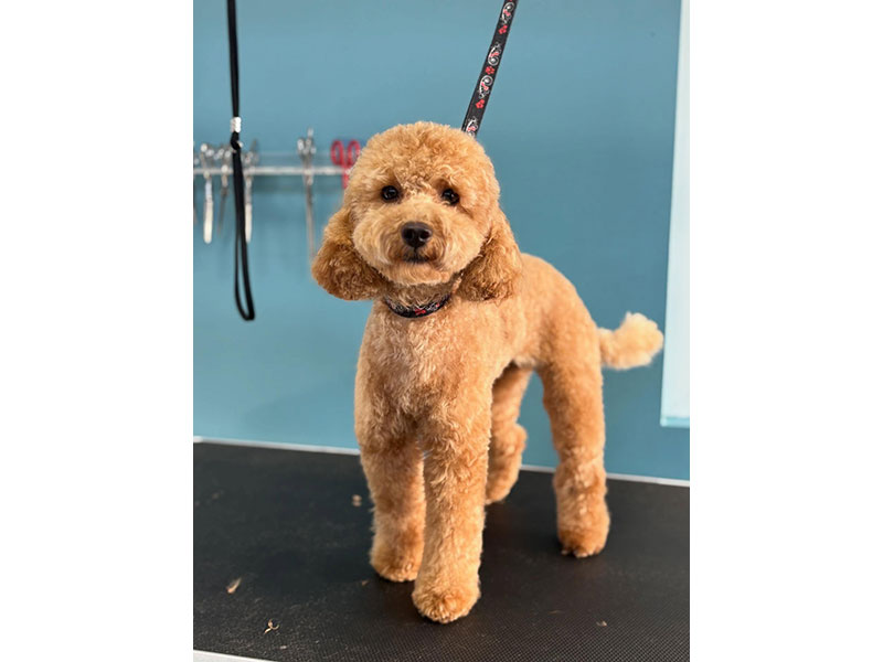MENELAOS PET GROOMING: Φωτογραφίες & Βίντεο