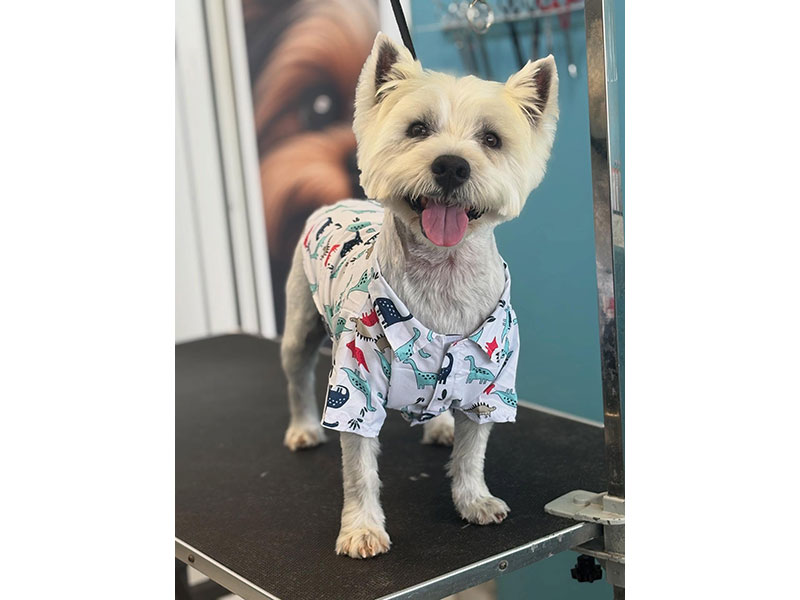 MENELAOS PET GROOMING: Φωτογραφίες & Βίντεο