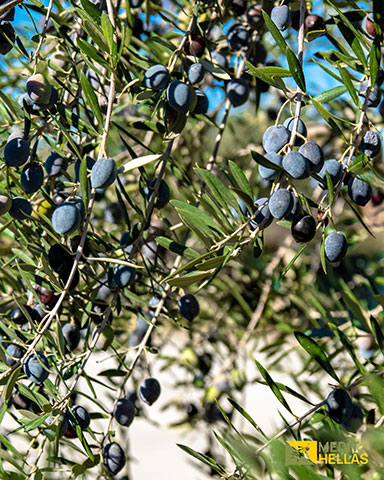 MESOGEIAKES ELAIOURGIES ELLADOS A.E. - MEDIT HELLAS S.A.: Φωτογραφίες & Βίντεο
