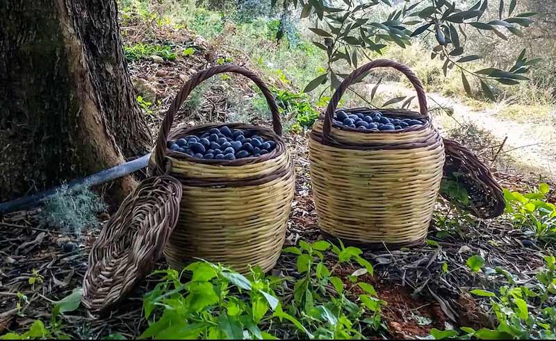 MIA MIA OLIVES: Φωτογραφίες & Βίντεο