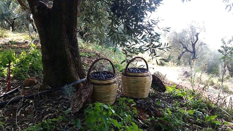MIA MIA OLIVES: Φωτογραφίες & Βίντεο
