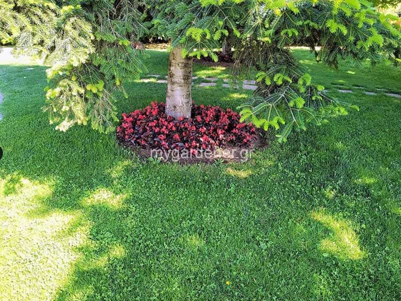 MY GARDENER: Φωτογραφίες & Βίντεο