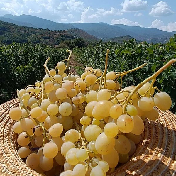 ORAIA GI: Φωτογραφίες & Βίντεο