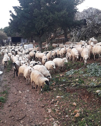 Ο ΒΟΣΚΟΣ: Φωτογραφίες & Βίντεο