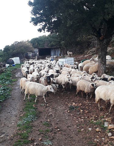 Ο ΒΟΣΚΟΣ: Φωτογραφίες & Βίντεο