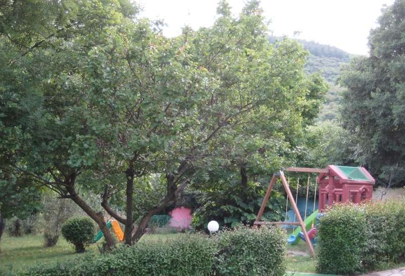The yard