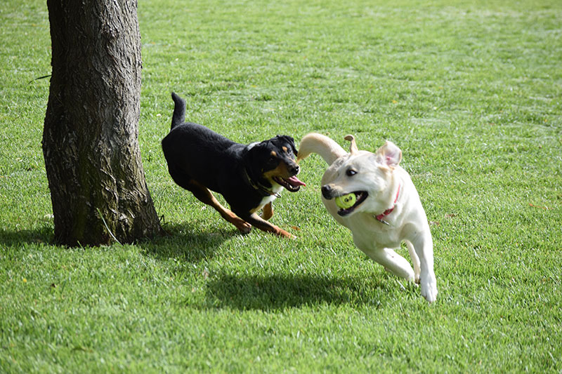 PALLINI KENNELS ATHENS PET RESORT: Φωτογραφίες & Βίντεο