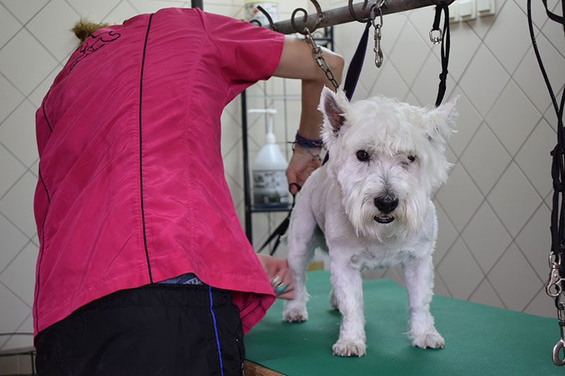 PALLINI KENNELS ATHENS PET RESORT: Φωτογραφίες & Βίντεο