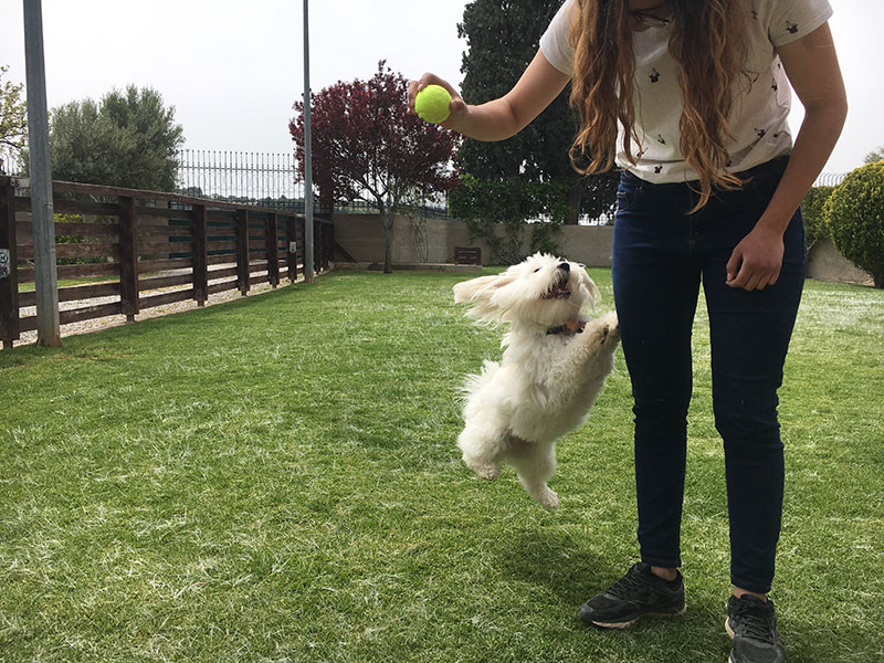 PALLINI KENNELS ATHENS PET RESORT: Φωτογραφίες & Βίντεο