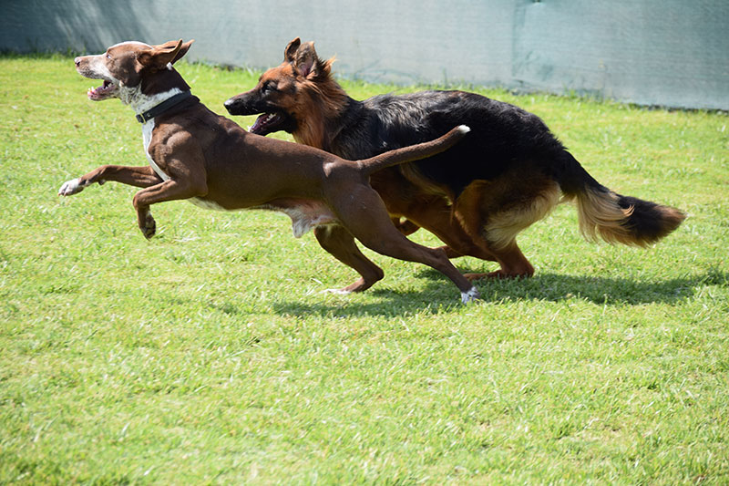 PALLINI KENNELS ATHENS PET RESORT: Φωτογραφίες & Βίντεο