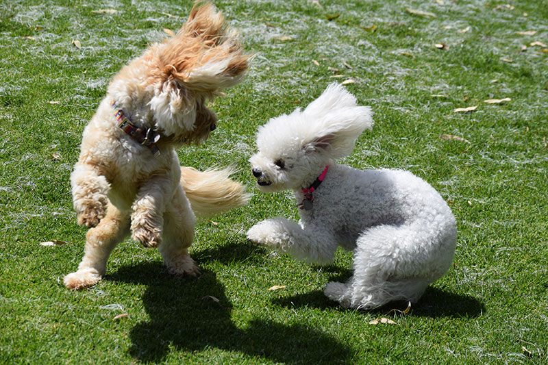 PALLINI KENNELS ATHENS PET RESORT: Φωτογραφίες & Βίντεο