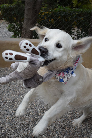 PALLINI KENNELS ATHENS PET RESORT: Φωτογραφίες & Βίντεο