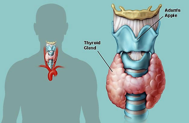 PASCHOU A. STAVROULA MD, PhD: Φωτογραφίες & Βίντεο
