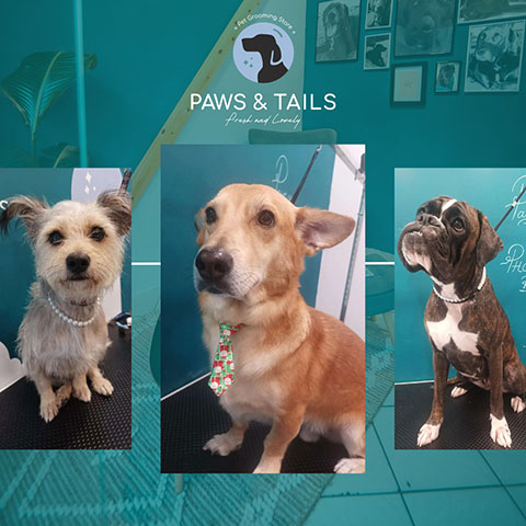 PAWS AND TAILS: Φωτογραφίες & Βίντεο