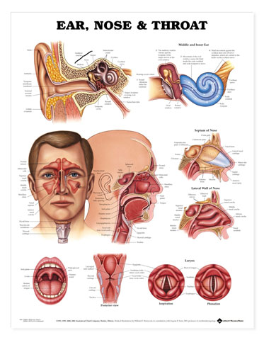 Head & Neck Surgery