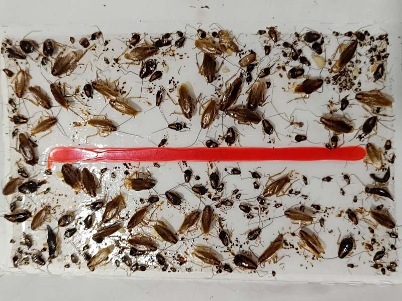 PESTXPERTS - PREVEZIANOS KONSTANTINOS: Φωτογραφίες & Βίντεο
