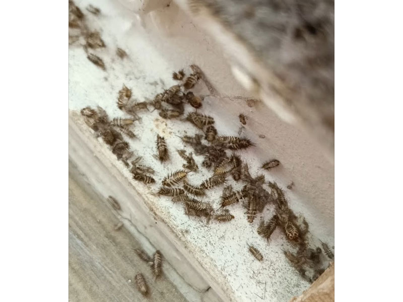 PESTXPERTS - PREVEZIANOS KONSTANTINOS: Φωτογραφίες & Βίντεο