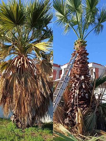 PEST CONTROL PEZOUVANIS: Φωτογραφίες & Βίντεο
