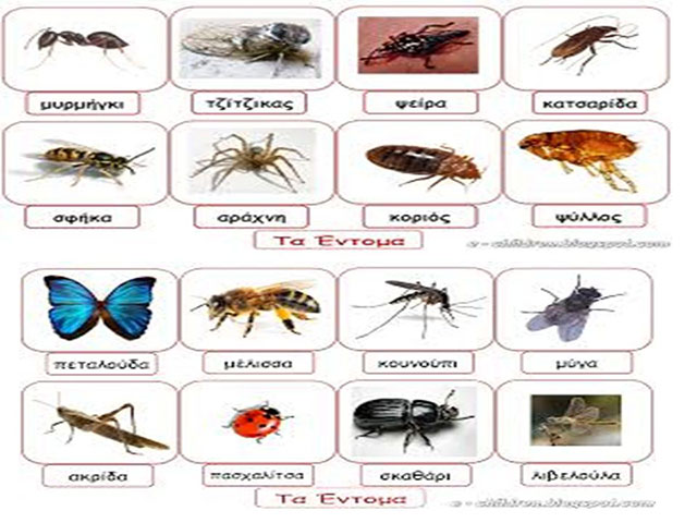 PEST DEFENCE - ΤΖΟΥΒΑΡΑΣ ΑΘΑΝΑΣΙΟΣ: Φωτογραφίες & Βίντεο