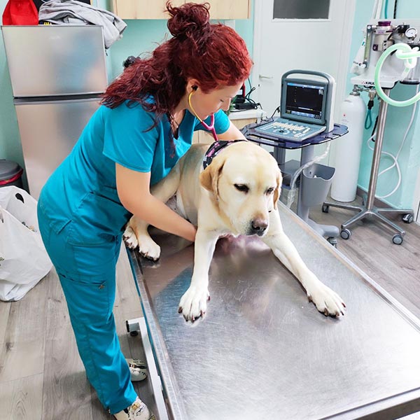 PETMED: Φωτογραφίες & Βίντεο