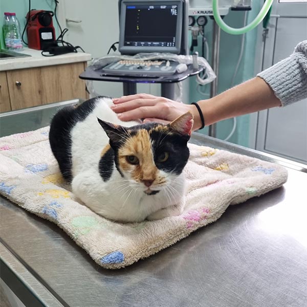 PETMED: Φωτογραφίες & Βίντεο