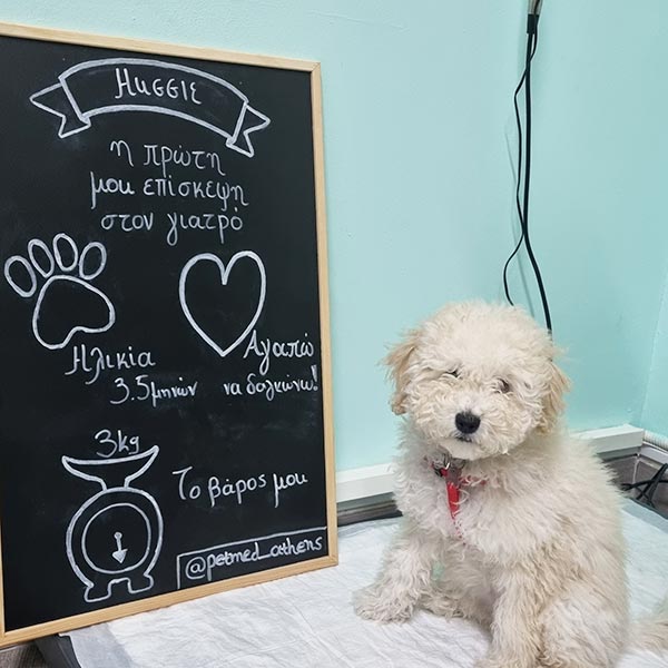 PETMED: Φωτογραφίες & Βίντεο
