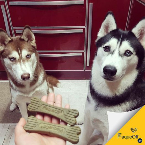 PETSTYLE: Φωτογραφίες & Βίντεο