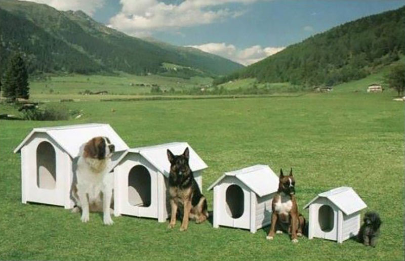 PETSTYLE: Φωτογραφίες & Βίντεο
