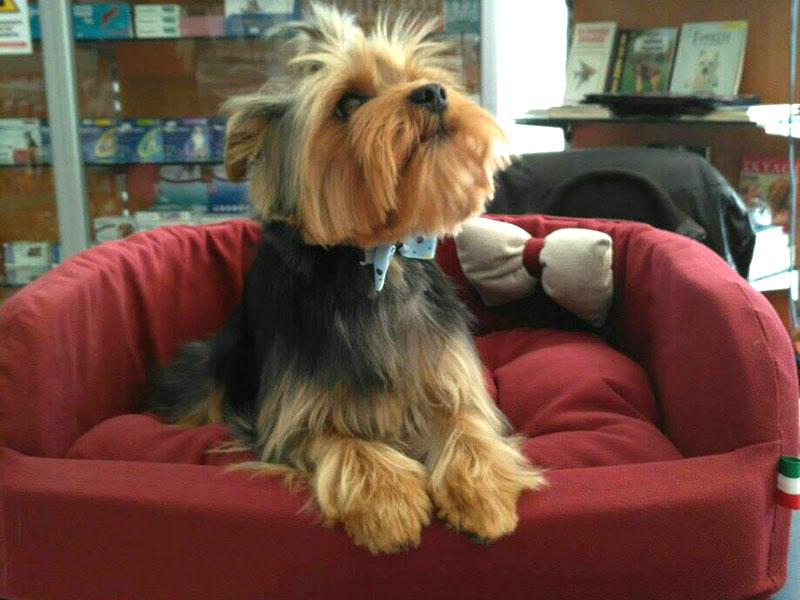 PETSTYLE: Φωτογραφίες & Βίντεο