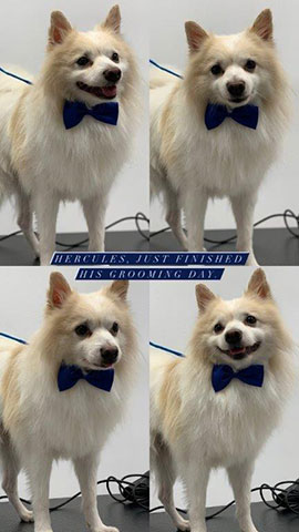PET MEDICS: Φωτογραφίες & Βίντεο