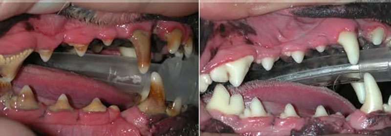 POLYIATREIO ZOON SYNTROFIAS - GKOUGKOUDIS VAIOS DVM - ANNINOU NIKI DVM, PhD: Φωτογραφίες & Βίντεο